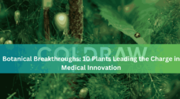 Botanical Breakthroughs 10 Plants Leading the Charge in Medical Innovation