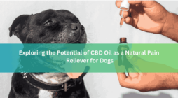 Exploring the Potential of CBD Oil as a Natural Pain Reliever for Dogs