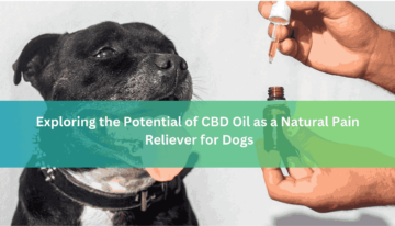 Exploring the Potential of CBD Oil as a Natural Pain Reliever for Dogs