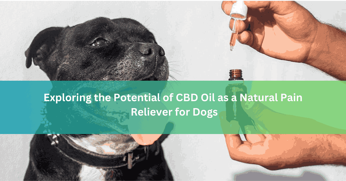 Exploring the Potential of CBD Oil as a Natural Pain Reliever for Dogs